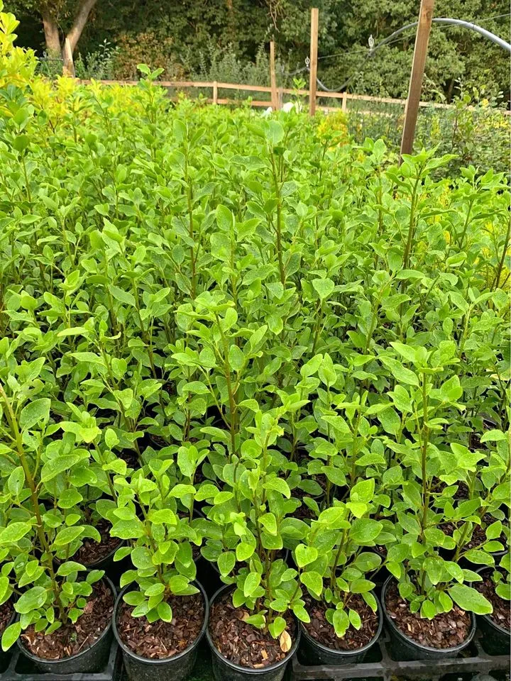 Griselinia Hedging Plant