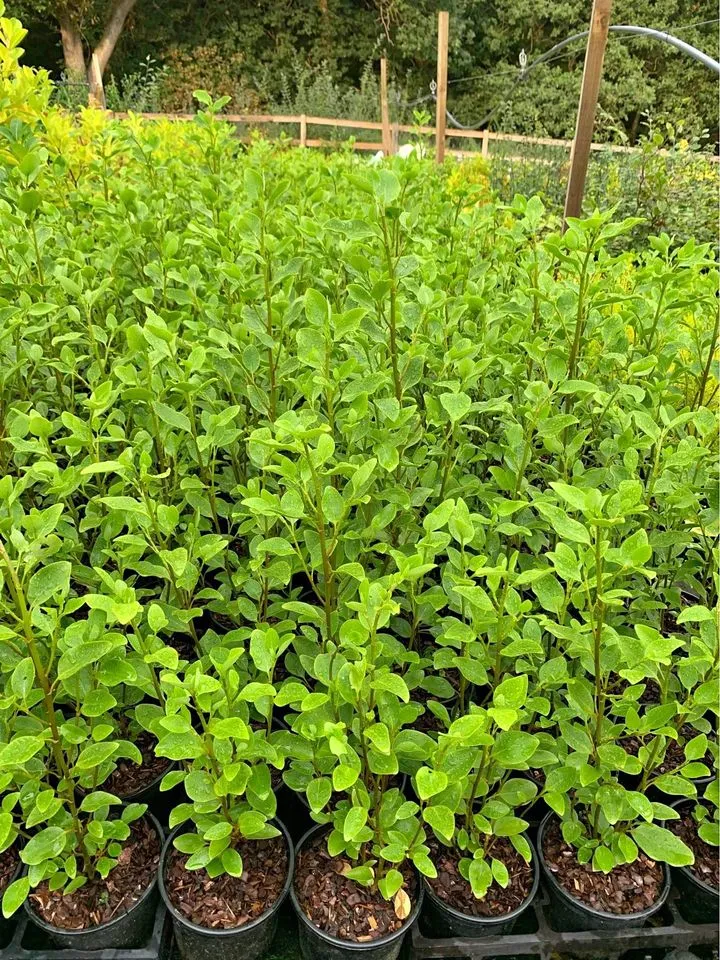 Griselinia hedging