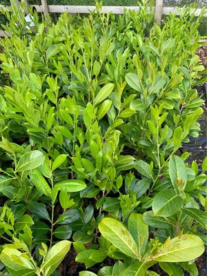 Cherry Laurel