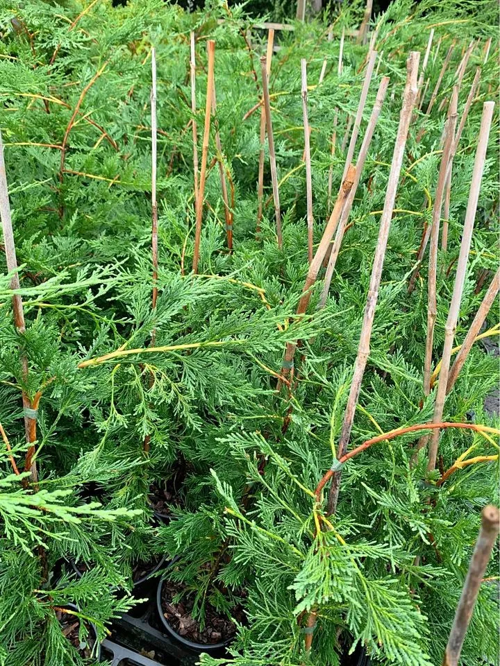 Leylandii  Hedging Plant