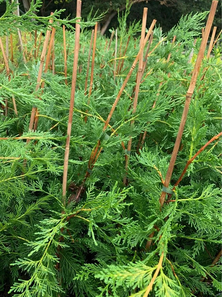 Leylandii  Hedging Plant Thumbnail