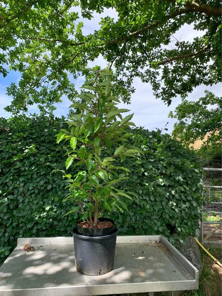 Portuguese laurel Hedging Plant