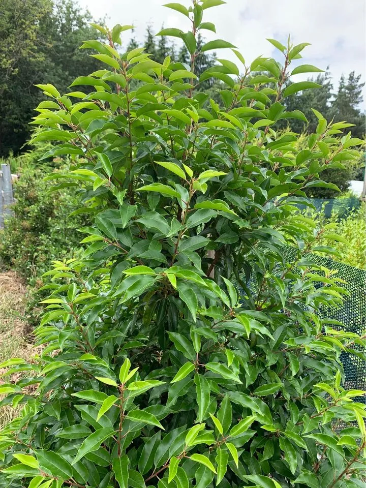 Portuguese laurel Hedging Plant Thumbnail