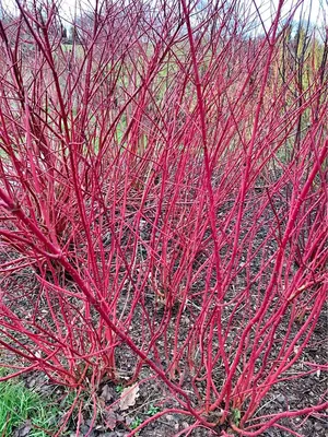 Cornus alba 'Siberica'