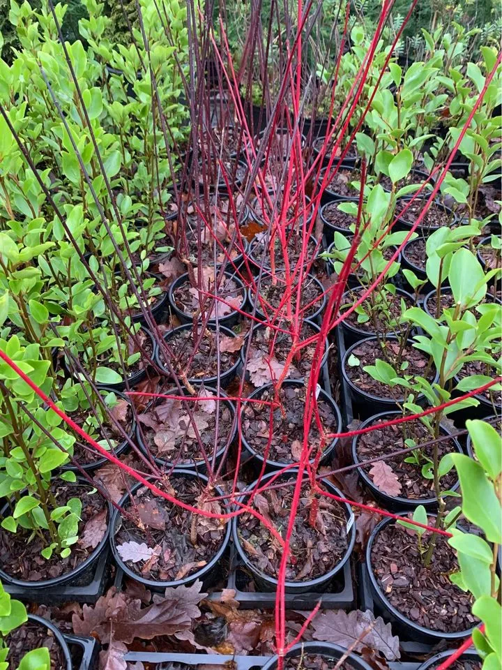 Cornus alba 'Sibirica' Hedging Plant Thumbnail