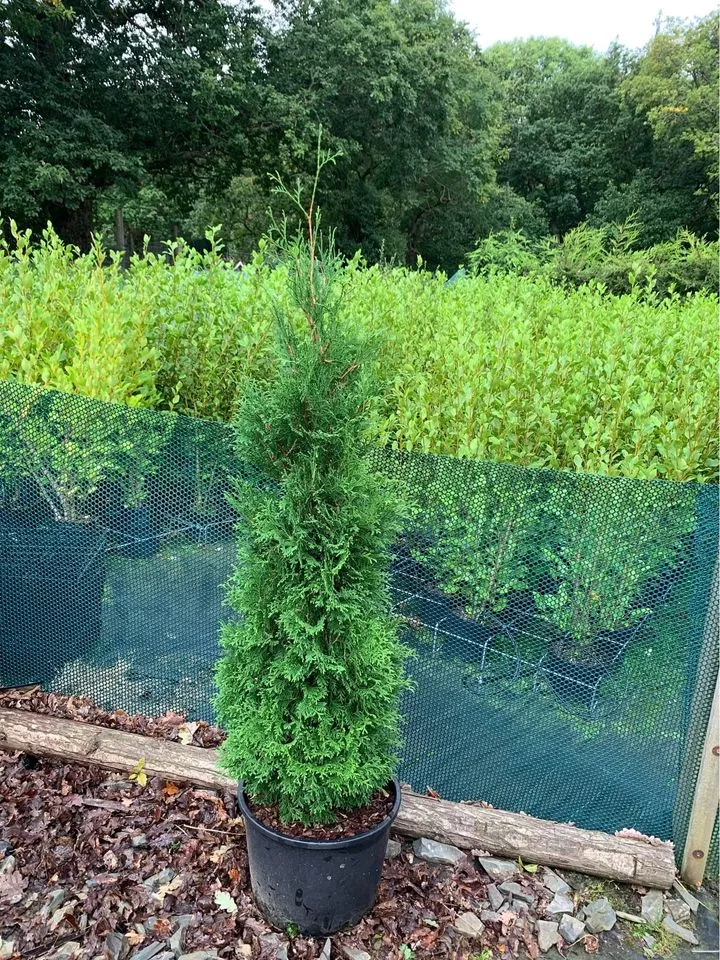 Thuja 'Smaragd' Hedging Plant