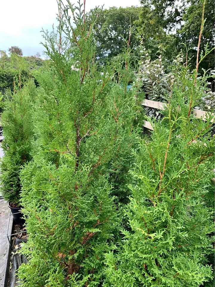 Thuja 'Smaragd' Hedging Plant Thumbnail